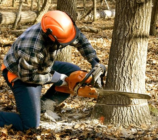 Tree Removal in Omaha, GA